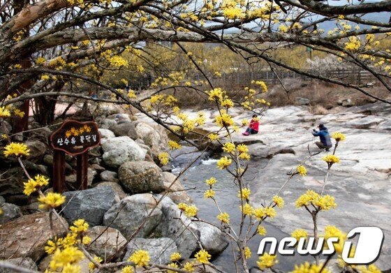 본문 이미지 - 전남 구례군 산동면 반곡마을 앞 계곡에 산수유꽃이 흐드러지게 피어난 풍경 ⓒ News1 지정운 기자