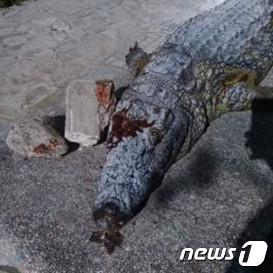 본문 이미지 - 지난달 28일(현지시간) 튀니지 튀니스 벨베데레 동물원에서 한 무리의 관람객이 던진 돌에 맞아 죽은 악어.(사진 Municipalit&eacute; de la ville de tunis 페이스북)ⓒ News1