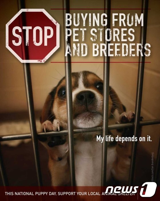 본문 이미지 - 국제동물보호단체 페타는 강아지 입양행사를 기획했다. (사진 페타 홈페이지 캡처) ⓒ News1