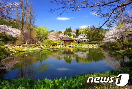 본문 이미지 - 지난해 4월 벚꽃잔치가 열린 경주 보문정/사진제공=경주시ⓒ News12017.3.27/뉴스1