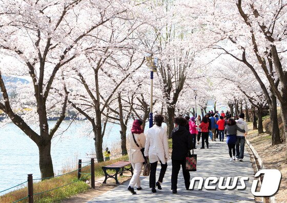 본문 이미지 - 지난해 4월 벚꽃잔치가 열린 경주 보문호에서 관광객들이 봄정취를 만끽하고 있다./사진제공=경주시ⓒ News12017.3.27/뉴스1