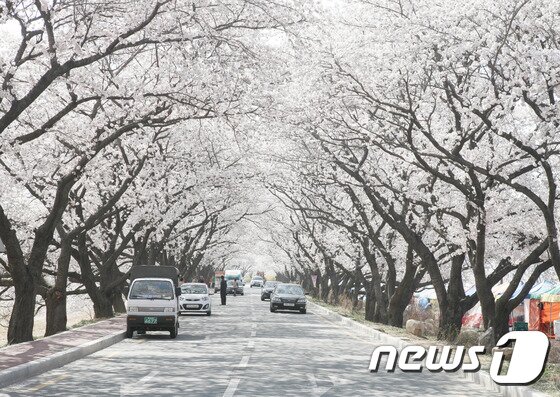 본문 이미지 - 지난해 4월 벛꽃이 흐드러지게 핀 경주 보문단지 일대./사진제공=경주시ⓒ News12017.3.27/뉴스1
