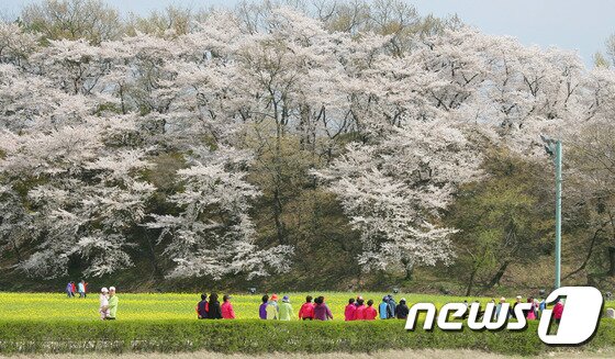 본문 이미지 - 지난해 4월 벚꽃잔치가 열린 경주 월성벚나무 숲./사진제공=경주시ⓒ News12017.3.27/뉴스1