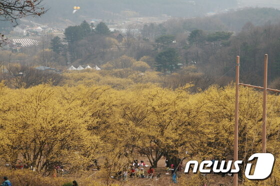 본문 이미지 - 이천백사 산수유축제가 4월 7일부터 9일까지 이천시 백사면 일원에서 진행된다.(경기도 제공) ⓒ News1 진현권 기자