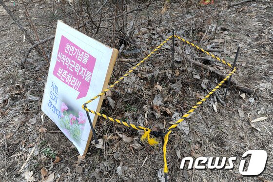 본문 이미지 - 강원도 삼척시 미로면~태백 간 국도 38호선 안정사 일원 3㎞ 구간 확장공사 주변에서 발견된 산작약을 보호하기 위해 로프가 설치되있다. 사진은 지난 29일 촬영. 2017.7.30/뉴스1 ⓒ News1 서근영 기자