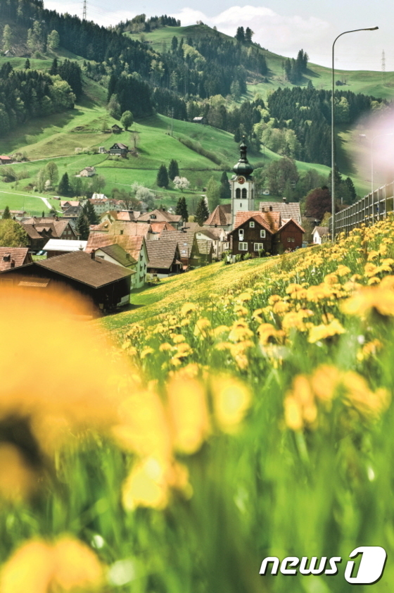 민들레 꽃으로 가득한 생란렌. 스위스관광청.© News1