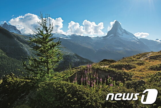 본문 이미지 - 마테호른과 제라늄을 보며 거닐 수 있는 블룸베그. 스위스관광청 제공.ⓒ News1
