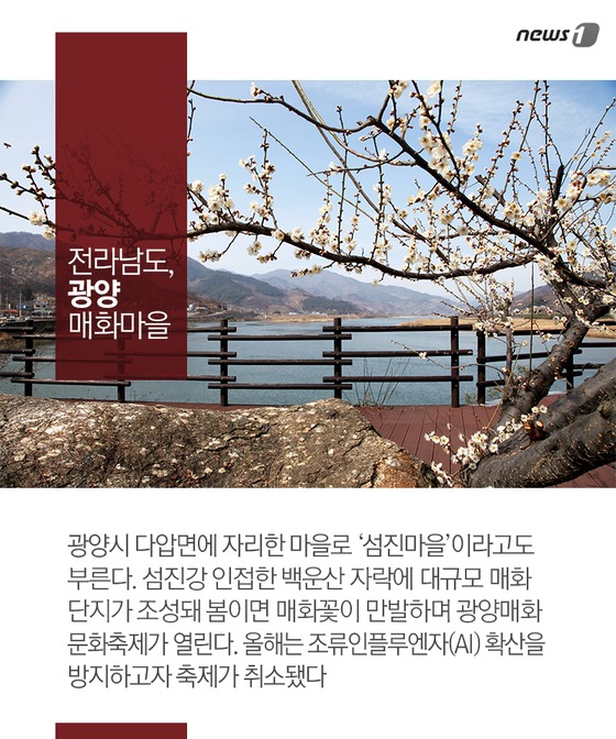 전라남도 광양 매화마을 .© News1