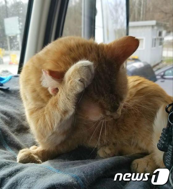 본문 이미지 - 고양이 '퍼시'.(사진 Paul Preflash Gordon Robertson 페이스북 캡처)ⓒ News1