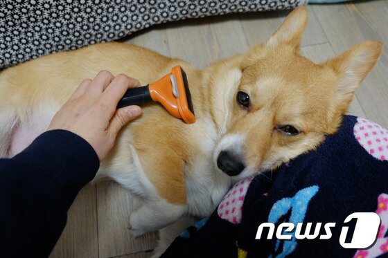 본문 이미지 - ⓒ News1