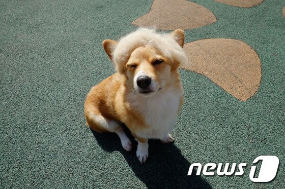 본문 이미지 - ⓒ News1