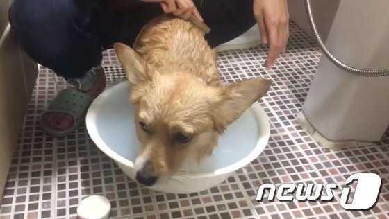 본문 이미지 - ⓒ News1