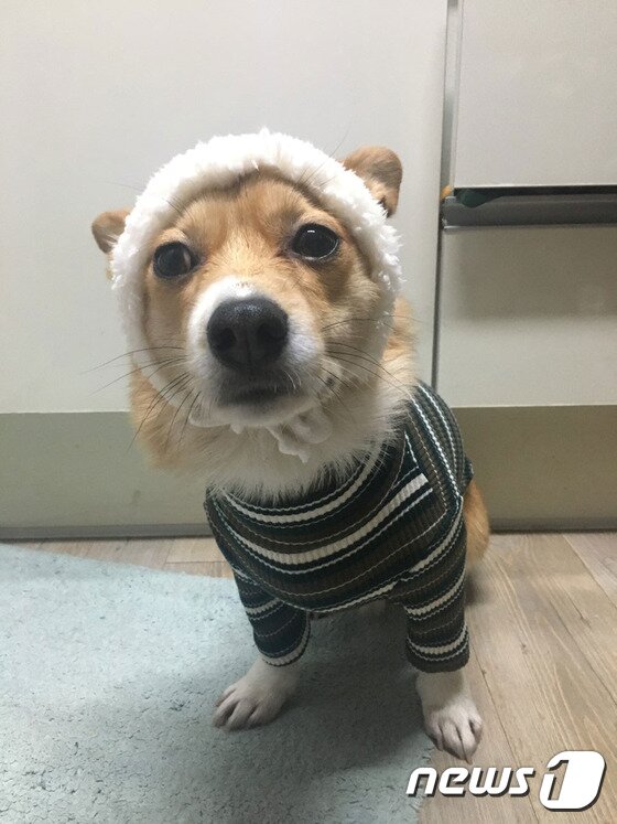 본문 이미지 - ⓒ News1