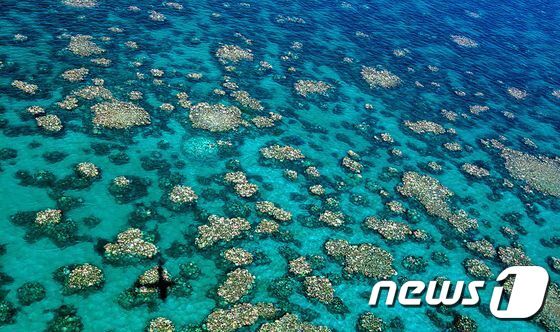 본문 이미지 - 10일(현지시간) 산호초연구센터가 공개한 그레이트 배리어 리프 항공 촬영 사진. 대규모 백화현상으로 하얗게 변한 산호초들이 포착됐다. ⓒ AFP=뉴스1