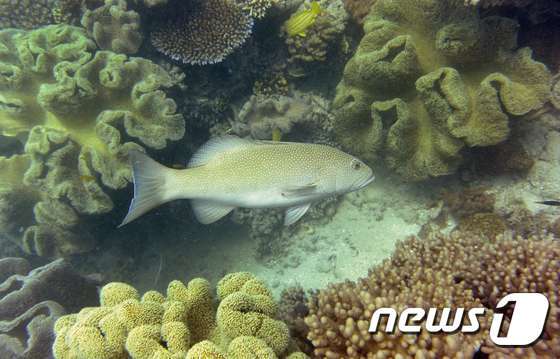 본문 이미지 - 2014년 9월(현지시간) 백화현상을 겪기 전 촬영된 그레이트 배리어 리프의 산호초 사진. 하얀 뼈대만 남은 지금과 달리 형형색색의 모습이 인상적이다. ⓒ AFP=뉴스1