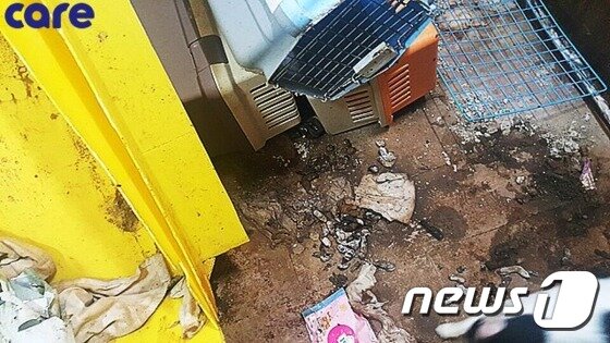 본문 이미지 - '고양이 쉼터' 주인은 고양이를 모으기만 할 뿐 청소도, 관리도 하지 않았다. (사진 케어 제공) ⓒ News1