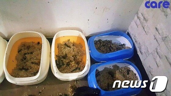 본문 이미지 - 고양이 화장실에 구더기가 들끓고 있는 모습. (사진 케어 제공) ⓒ News1