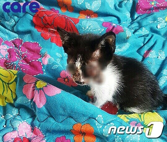 본문 이미지 - 염증이 생긴 새끼 고양이의 눈이 오랜시간 방치돼 안구가 튀어나와 버렸다.  (사진 케어 제공) ⓒ News1