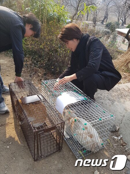 본문 이미지 - 중성화 수술을 위해 포획한 길고양이들을 직접 챙기고 있는 한정애 의원(오른쪽)의 모습. ⓒ News1