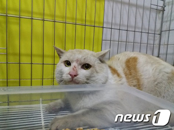 중성화수술을 마친 국회 길고양이. © News1
