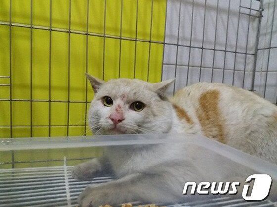 본문 이미지 - 중성화수술을 마친 국회 길고양이. ⓒ News1