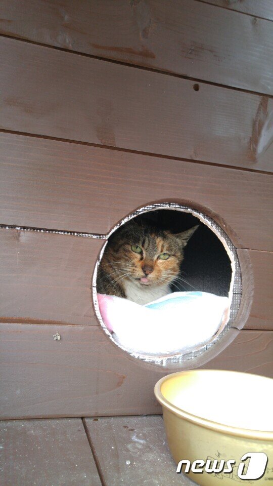 본문 이미지 - 급식소 안에 들어가 있는 길고양이의 모습. ⓒ News1