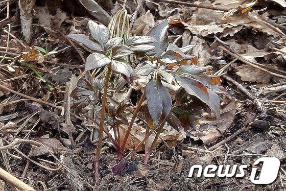 본문 이미지 - 이전 협상 지연으로 마찰을 빚고 있는 강원 삼척시 미로면~태백 간 국도 38호선 안정사 일원 확장공사 현장에서 발견된 작약. 이를 두고 현재 전문가들 사이에서 '산작약이다, 아니다'로 의견이 분분하다. 사진은 지난 5일 촬영. 2017.4.14/뉴스1 ⓒ News1 서근영 기자