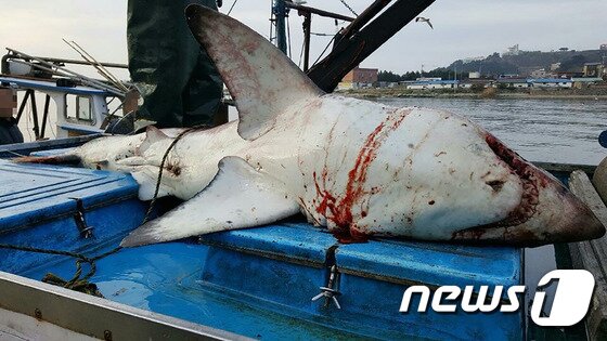 본문 이미지 - 수년 전 경북 영덕 강구 일대 해상에 나타난 백상아리.&#40;뉴스1 DB&#41;ⓒ News1 최창호 기자