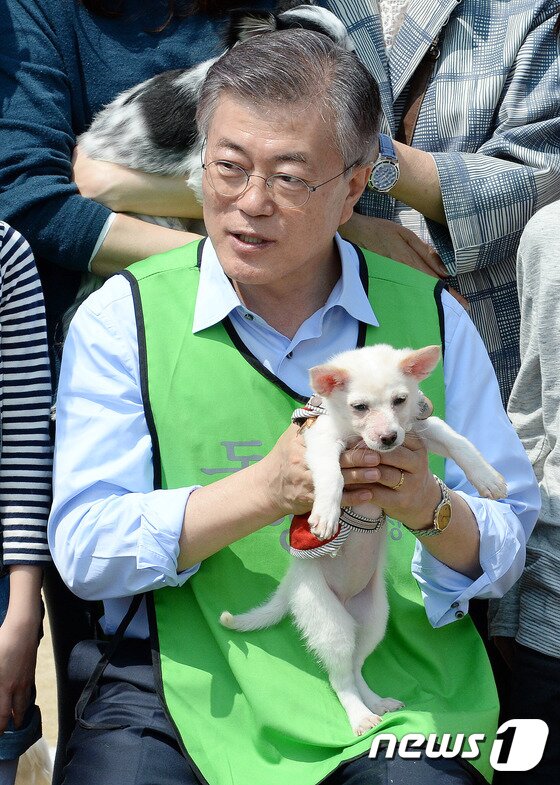 본문 이미지 - 지난달 15일 오후 서울 마포구 상암월드컵공원 반려견 놀이터를 찾은 문재인 더불어민주당 대선후보 품에 안겨 있는 유기견 엘리스. ⓒ News1 박세연 기자