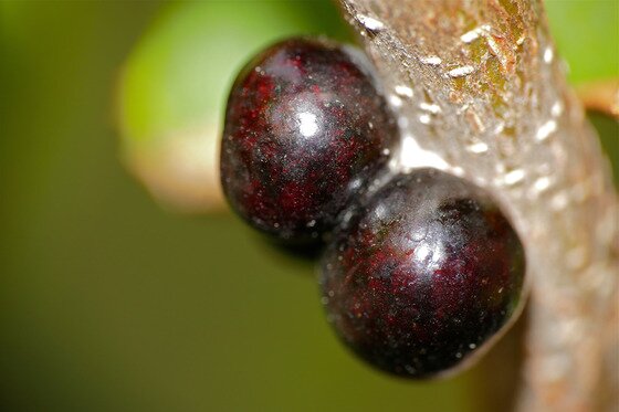 본문 이미지 - 빨간색 염료를 만드는 재료인 케르메스 일리키스(창비제공)ⓒ News1
