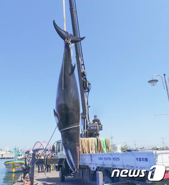 (속초=뉴스1) 고재교 기자 = 22일 오전 강원 양양군 낙산항 동쪽 약13.5㎞ 해상에서 그물에 걸려 죽은 채 발견된 밍크고래가 속초수협 위판장으로 옮겨지고 있다. 밍크고래는 길 …