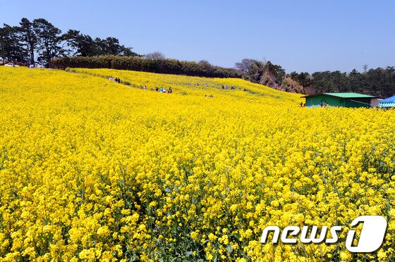 본문 이미지 - 전북 부안군 수성당 일대에 조성된 유채꽃밭ⓒ News1 문요한 기자