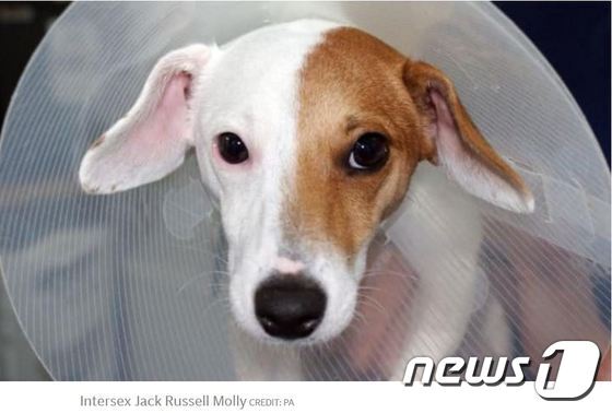 본문 이미지 - 몰리는 두 가지의 성을 모두 지닌 채 태어났었다. (사진 텔레그래프 해당기사 캡처) ⓒ News1