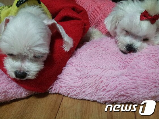 본문 이미지 - 임시보호처에 잘 적응하던 팅커벨(오른쪽). ⓒ News1