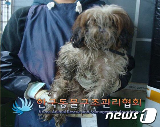 본문 이미지 - 팅커벨 프로젝트가 한국동물구조관리협회에서 구조한 시추 뚱이의 구조 직후 모습. ⓒ News1