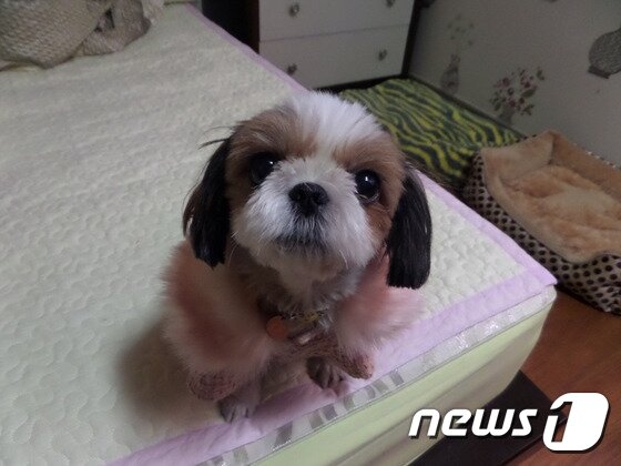 본문 이미지 - 구조 후 털을 깎고 예쁘게 변신한 뚱이의 모습. ⓒ News1