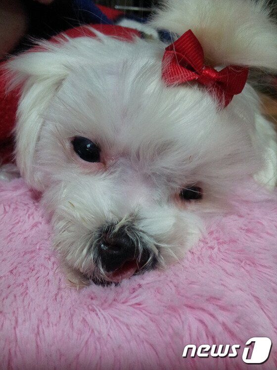 본문 이미지 - 아직도 눈에 선한 팅커벨의 모습. ⓒ News1