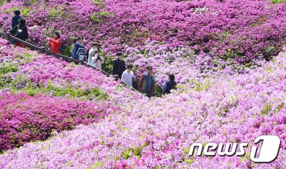 본문 이미지 - 따뜻한 봄 날씨가 계속되는 28일 오후 경기도 군포시 철쭉동산에서 열린 '2017 군포철쭉축제'를 찾은 시민들이 활짝 핀 철쭉을 보며 봄 기운을 만끽하고 있다. 군포철쭉축제는 이날부터 30일까지 열린다. 2017.4.28/뉴스1 ⓒ News1 오장환 기자