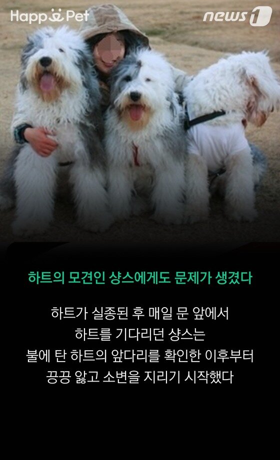 본문 이미지 - ⓒ News1 