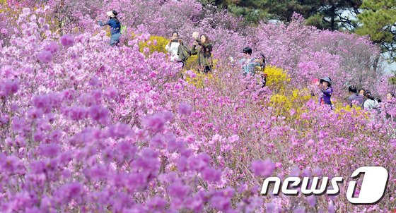 본문 이미지 - 완연한 봄날씨를 보인 7일 경기도 부천시 원미동 원미산에서 나들이 나온 시민들이 만발한 진달래꽃 사이에서 봄을 만끽하고 있다. 이곳에서는 8일~9일 진달래 축제가 열린다. 2017.4.7/뉴스1 ⓒ News1 김명섭 기자