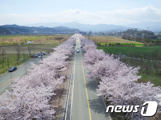 본문 이미지 - 강원 양양 남대천둔치 벚꽃길.(자료사진)/뉴스1 DB