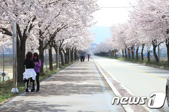 본문 이미지 - 벚꽃 만개한 양양 남대천 둔치 자료사진. (양양군 제공, 재판매 및 DB 금지)