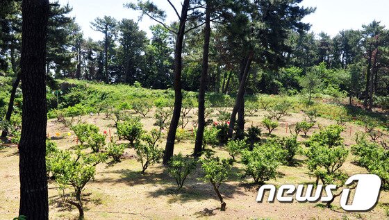 본문 이미지 - 14일 오전 제주 서귀포시 감귤박물관에서 가수 빅뱅의 지드래곤 본명을 딴 '권지용 숲 1호'가 개장했다.2017.5.14/뉴스1 ⓒ News1 오미란 기자