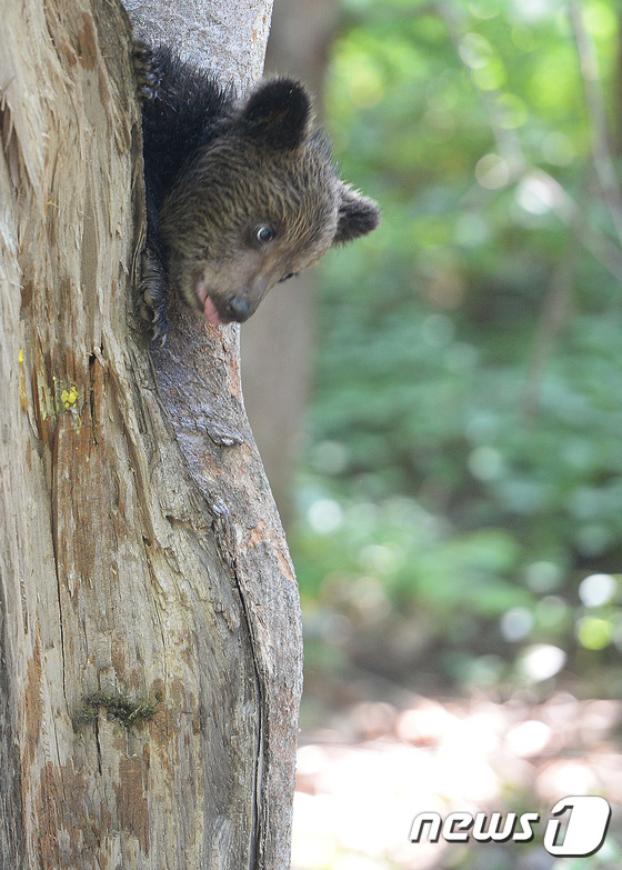 (용인=뉴스1) 오장환 기자 = 세계 생물종 다양성 보존의 날인 22일 오전 경기도 용인시 에버랜드 사파리에서 새끼 불곰이 즐거운 시간을 보내고 있다. 에버랜드 관계자는 생물다양성 …