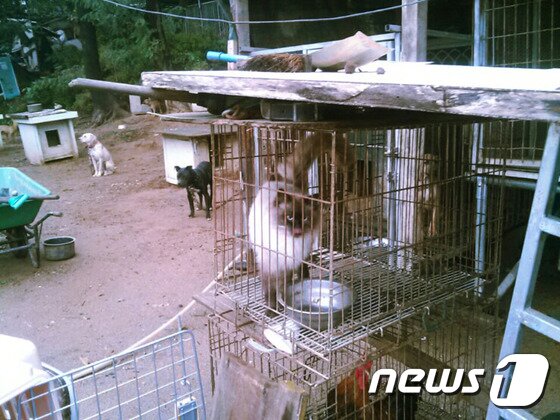 본문 이미지 - 투견 사육농장에 있을 당시 '심바' 모습.(사진 나비야사랑해 제공)ⓒ News1