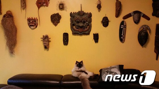 본문 이미지 - 박칼린 음악감독이 입양한 '심바'.(사진 박칼린 감독 제공) ⓒ News1