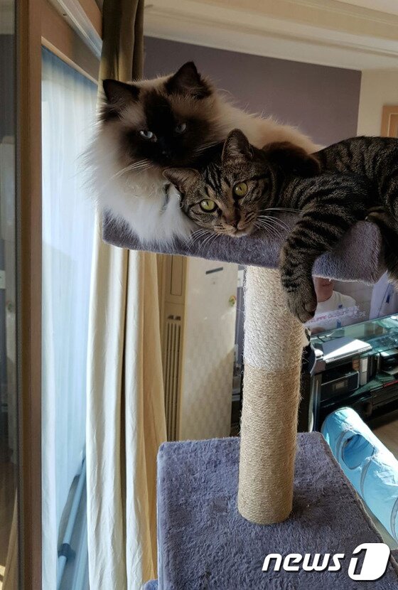 본문 이미지 - 박칼린 음악감독의 반려묘인 '심바'와 '루우'.(사진 박칼린 감독 제공) ⓒ News1