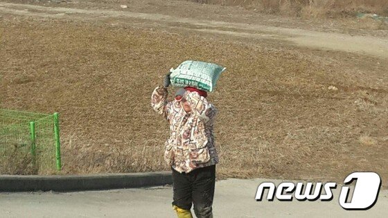 본문 이미지 - 한 어민이 지난 2월 28일 여주 능서면 매양리 남한강에서 30분 가량 수거한 20~30kg 가량의 다슬기를 머리에 이고 오고 있다.(뉴스1DB)ⓒ News1