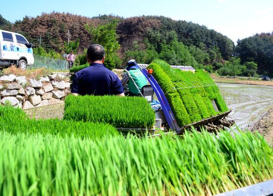 강릉 최고품질 '해들벼·알찬미' 29일 주문진서 첫 모내기