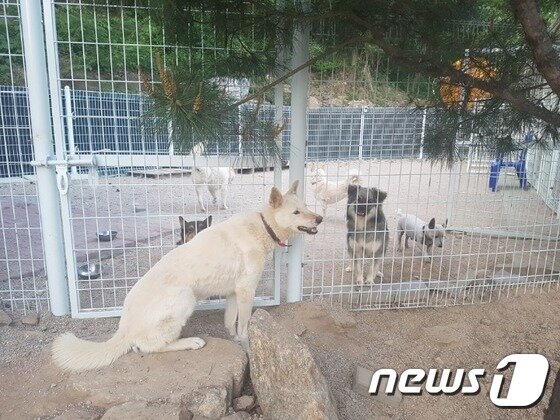본문 이미지 - 뚱아저씨와 함께 생활하고 있는 여덟 마리의 반려견들. 가장 앞에 있는 개가 흰돌이다. ⓒ News1